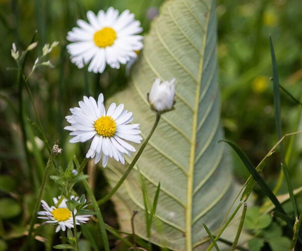 Flowers and a leaf