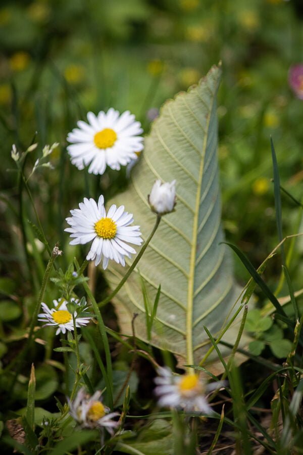 Flowers and a leaf