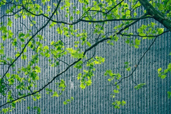 Tree in front of cement wall