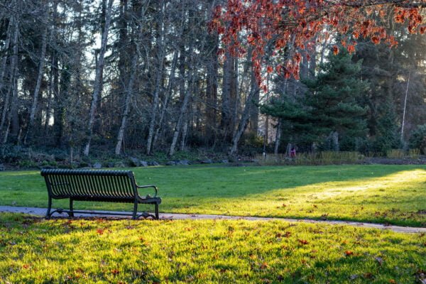 Bench in a park
