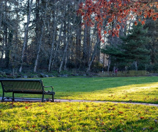 Bench in a park