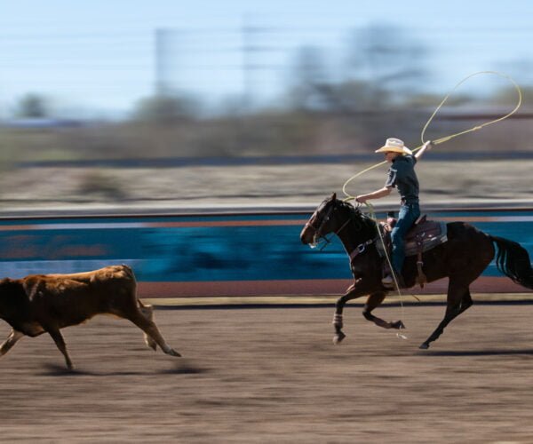 Cowboy roping calf