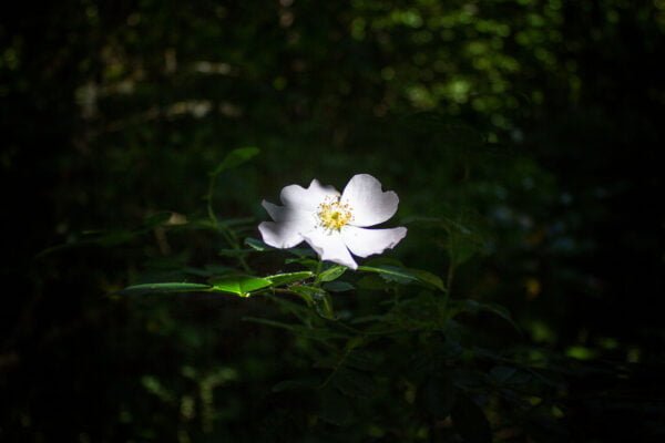 Forest flower
