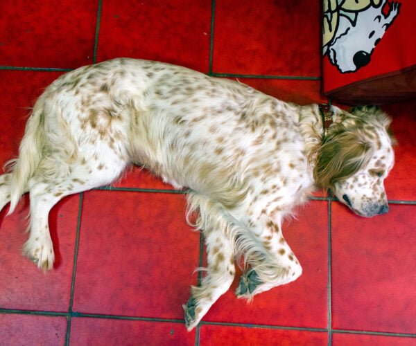 Dog lying on floor