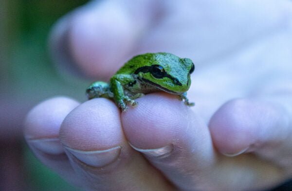 Frog in a a hand