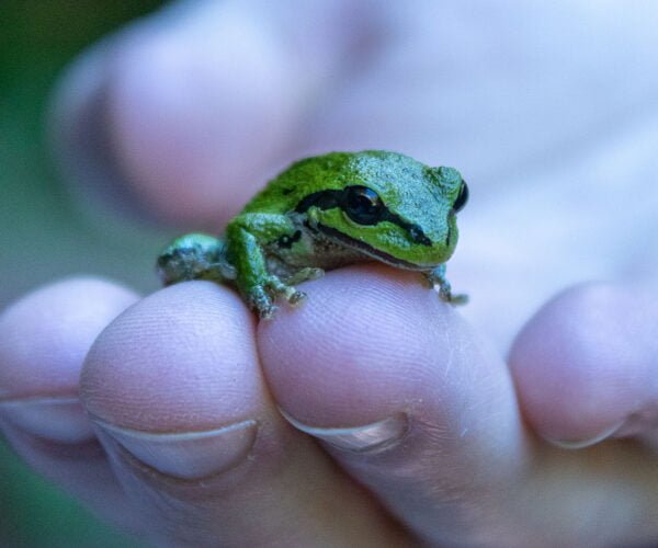 Frog in a a hand