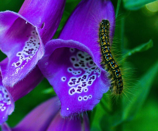 Caterpillar on flower