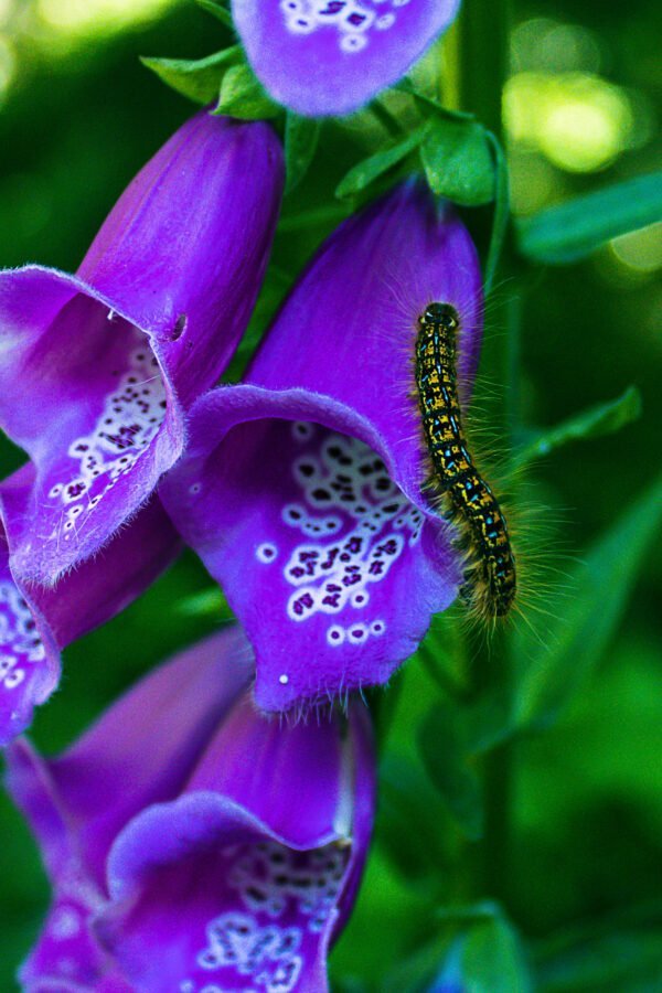 Caterpillar on flower