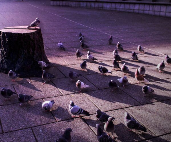 Pigeons
