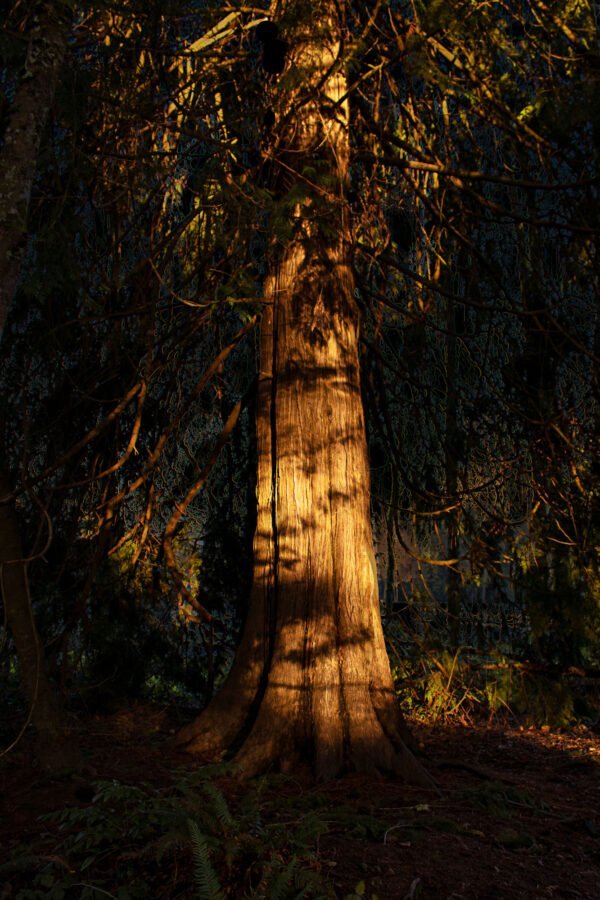 Tree in shadows