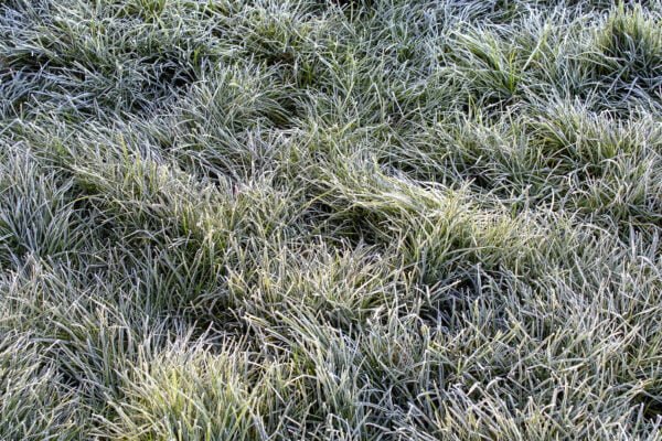 Frosty grass