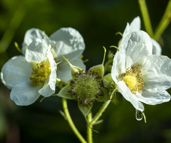 Strawberry blossoms with a drip of water